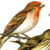 Common Rosefinch